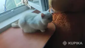 Шотландская кошечка