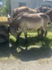 Сельскохозяйственные животные - Жеребчик - Вся Беларусь Жеребчик - Вся Беларусь - 255863 - Доска объявлений Kupika.by