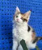 Мейн-кун котенок девочка - Вся Беларусь - 255966 - Доска объявлений Kupika.by - Фото 10