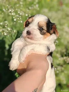 Бивер девочка