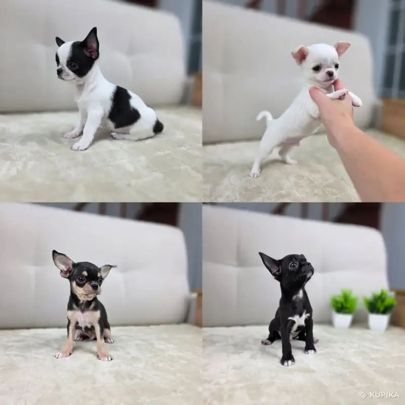 Мальчики Чихуахуа