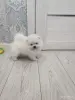 Щенки померанский шпиц - Вся Беларусь - 254204 - Доска объявлений Kupika.by - Фото 2