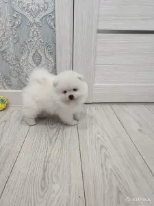 Щенки померанский шпиц