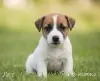 Собаки - Щенки Джек Рассел - Вся Беларусь - Фото 4 Щенки Джек Рассел - Вся Беларусь - 253740 - Доска объявлений Kupika.by - Фото 4