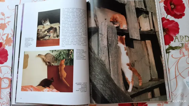 Книги, журналы - Маркус Шнек. "Котята". Фотоиллюстрации. - Вся Беларусь - Фото 6 Маркус Шнек. "Котята". Фотоиллюстрации. - Вся Беларусь - 256303 - Доска объявлений Kupika.by - Фото 6