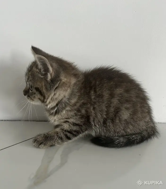 Кошки - Шотландские котята мальчики прямоухий и вислоухий - Вся Беларусь - Фото 2 Шотландские котята мальчики прямоухий и вислоухий - Вся Беларусь - 255543 - Доска объявлений Kupika.by - Фото 2