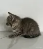 Кошки - Шотландские котята мальчики прямоухий и вислоухий - Вся Беларусь - Фото 2 Шотландские котята мальчики прямоухий и вислоухий - Вся Беларусь - 255543 - Доска объявлений Kupika.by - Фото 2