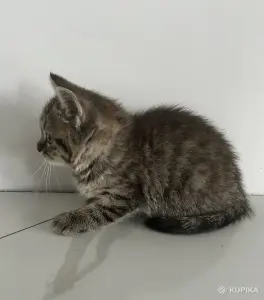 Шотландские котята мальчики прямоухий и вислоухий