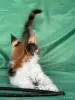 Кошки - Мейн-Кун котенок - Вся Беларусь - Фото 4 Мейн-Кун котенок - Вся Беларусь - 255733 - Доска объявлений Kupika.by - Фото 4