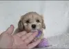 Мальтипу - Шклов - 257546 - Доска объявлений Kupika.by