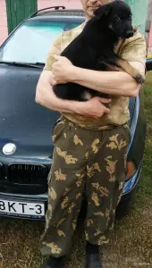 Щенки немецкой овчарки
