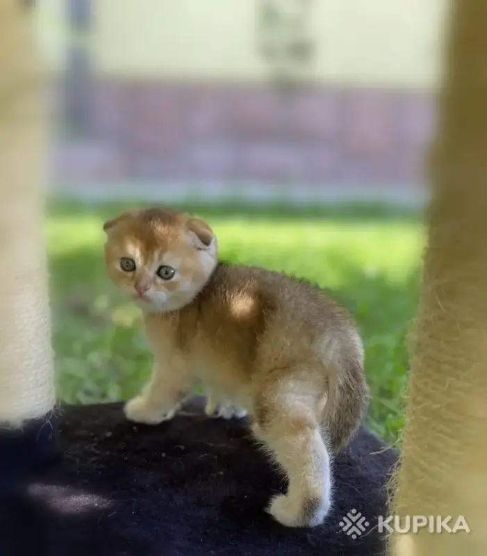 Кошки - Шотландские вислоухие котята - Вся Беларусь Шотландские вислоухие котята - Вся Беларусь - 257842 - Доска объявлений Kupika.by