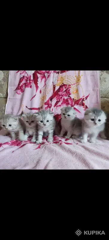 Продажа шотландских котят - Вся Беларусь - 253689 - Доска объявлений Kupika.by - Фото 4