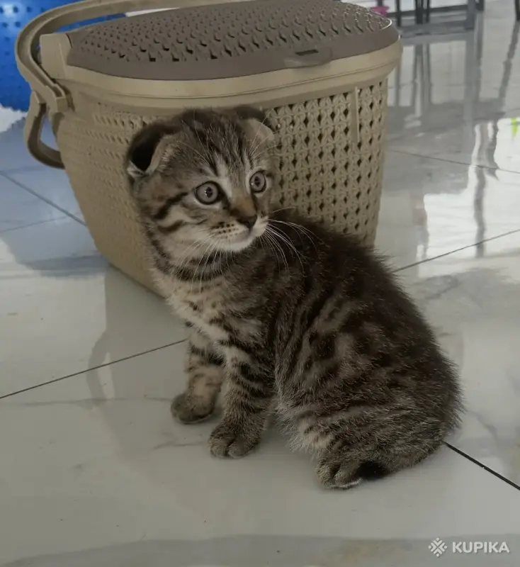 Кошки - Шотландские котята мальчики прямоухий и вислоухий - Вся Беларусь - Фото 4 Шотландские котята мальчики прямоухий и вислоухий - Вся Беларусь - 255543 - Доска объявлений Kupika.by - Фото 4