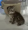 Кошки - Шотландские котята мальчики прямоухий и вислоухий - Вся Беларусь - Фото 4 Шотландские котята мальчики прямоухий и вислоухий - Вся Беларусь - 255543 - Доска объявлений Kupika.by - Фото 4