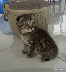 Шотландские котята мальчики прямоухий и вислоухий
