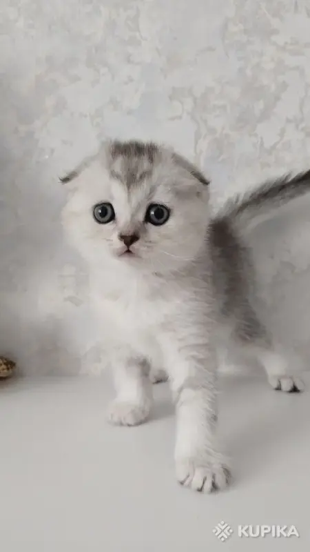 Кошки - Котята шотландские - Вся Беларусь - Фото 4 Котята шотландские - Вся Беларусь - 254364 - Доска объявлений Kupika.by - Фото 4
