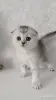 Кошки - Котята шотландские - Вся Беларусь - Фото 4 Котята шотландские - Вся Беларусь - 254364 - Доска объявлений Kupika.by - Фото 4