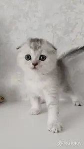 Котята шотландские