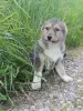 Щенки - Вся Беларусь - 255919 - Доска объявлений Kupika.by - Фото 7