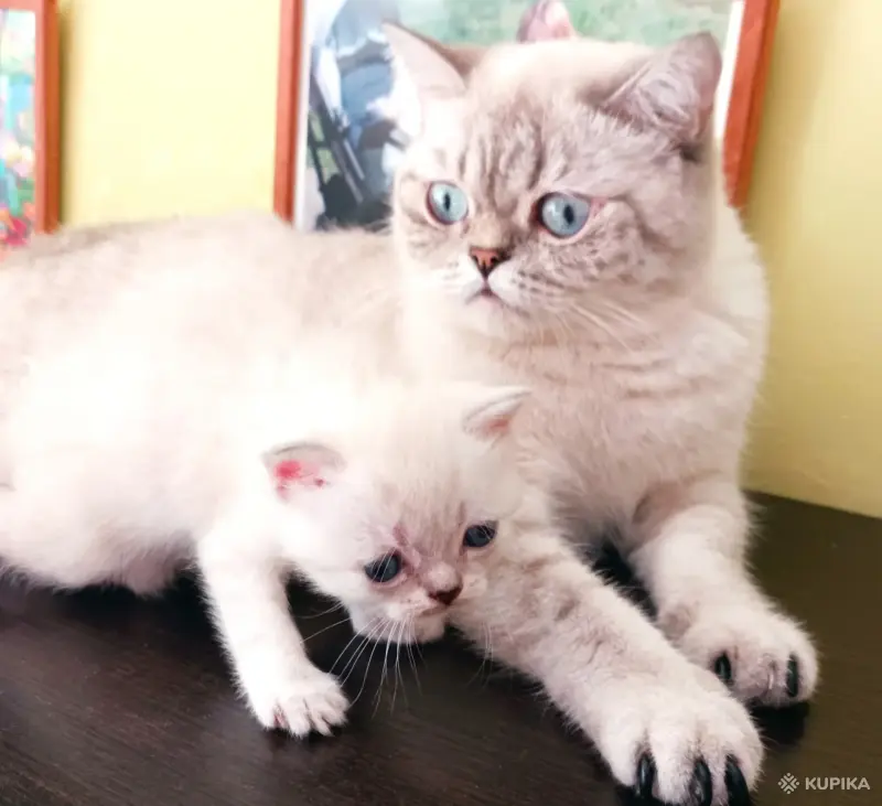Кошки - Шотландский котенок - Вся Беларусь - Фото 2 Шотландский котенок - Вся Беларусь - 256019 - Доска объявлений Kupika.by - Фото 2