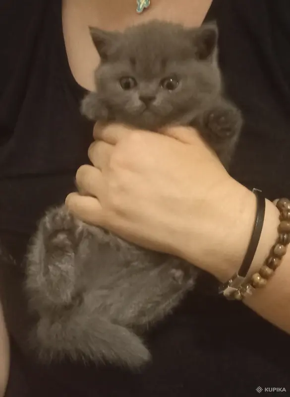 Шотландские вислоухие котята