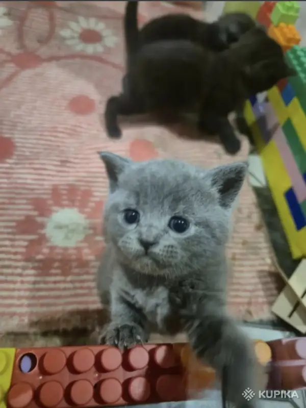 Кошки - Котята Британцы / Шотландцы - Вся Беларусь - Фото 4 Котята Британцы / Шотландцы - Вся Беларусь - 255030 - Доска объявлений Kupika.by - Фото 4