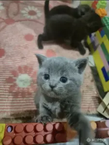 Котята Британцы / Шотландцы
