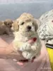 Собаки - Щенки малого пуделя (карликового пуделя) - Вся Беларусь - Фото 2 Щенки малого пуделя (карликового пуделя) - Вся Беларусь - 252021 - Доска объявлений Kupika.by - Фото 2