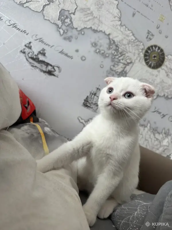 Кошки - Шотландский котенок - Вся Беларусь - Фото 3 Шотландский котенок - Вся Беларусь - 255947 - Доска объявлений Kupika.by - Фото 3