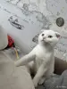 Кошки - Шотландский котенок - Вся Беларусь - Фото 3 Шотландский котенок - Вся Беларусь - 255947 - Доска объявлений Kupika.by - Фото 3