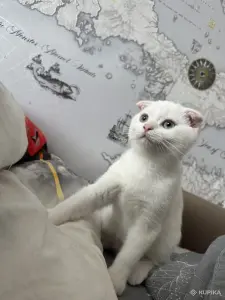 Шотландский котенок