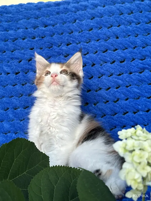 Мейн-кун котенок девочка - Вся Беларусь - 255966 - Доска объявлений Kupika.by - Фото 6
