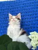 Мейн-кун котенок девочка - Вся Беларусь - 255966 - Доска объявлений Kupika.by - Фото 6