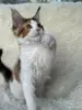 Мейн-Кун - Вся Беларусь - 257582 - Доска объявлений Kupika.by - Фото 9