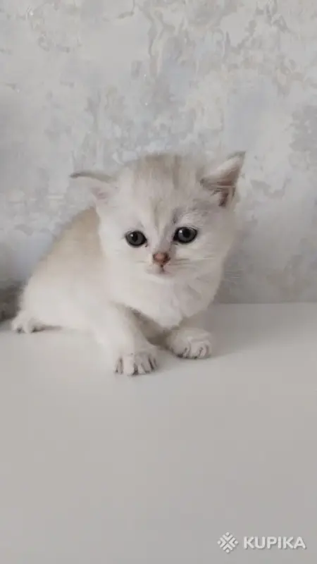 Кошки - Котята шотландские - Вся Беларусь - Фото 3 Котята шотландские - Вся Беларусь - 254364 - Доска объявлений Kupika.by - Фото 3
