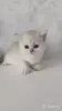 Кошки - Котята шотландские - Вся Беларусь - Фото 3 Котята шотландские - Вся Беларусь - 254364 - Доска объявлений Kupika.by - Фото 3