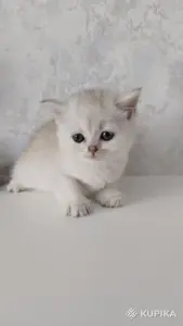Котята шотландские