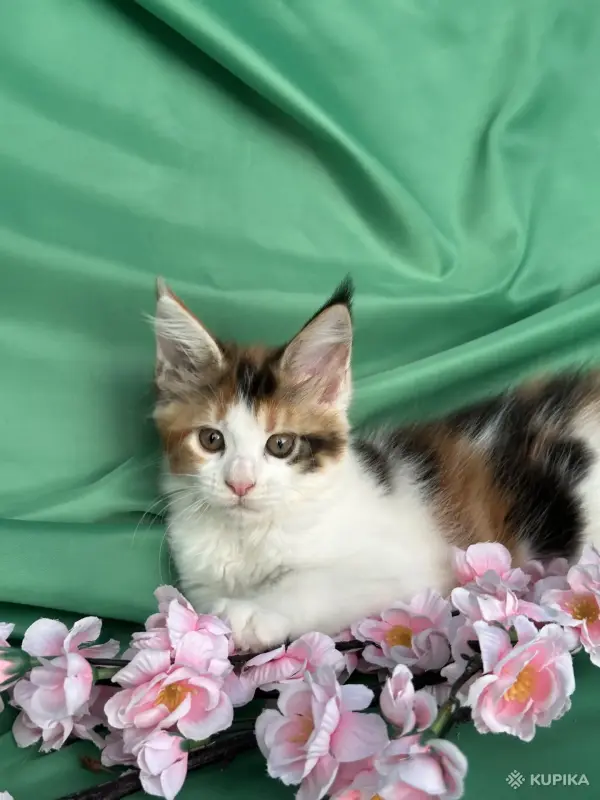 Кошки - Мейн-Кун котенок - Вся Беларусь - Фото 10 Мейн-Кун котенок - Вся Беларусь - 255733 - Доска объявлений Kupika.by - Фото 10