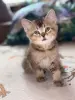 Кошки - Шотландские котята - Вся Беларусь - Фото 2 Шотландские котята - Вся Беларусь - 255076 - Доска объявлений Kupika.by - Фото 2