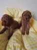 Собаки - Пудель - Вся Беларусь - Фото 2 Пудель - Вся Беларусь - 254890 - Доска объявлений Kupika.by - Фото 2