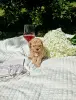 Той пудель девочка - Вся Беларусь - 253979 - Доска объявлений Kupika.by - Фото 3