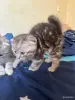 Кошки - Шотландский вислоухий мальчик - Вся Беларусь - Фото 3 Шотландский вислоухий мальчик - Вся Беларусь - 255750 - Доска объявлений Kupika.by - Фото 3