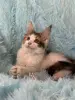 Кошки - Мейн-Кун котенок - Вся Беларусь - Фото 8 Мейн-Кун котенок - Вся Беларусь - 255647 - Доска объявлений Kupika.by - Фото 8