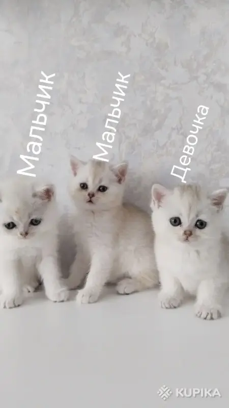 Кошки - Котята шотландские - Вся Беларусь - Фото 2 Котята шотландские - Вся Беларусь - 254364 - Доска объявлений Kupika.by - Фото 2