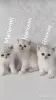 Кошки - Котята шотландские - Вся Беларусь - Фото 2 Котята шотландские - Вся Беларусь - 254364 - Доска объявлений Kupika.by - Фото 2