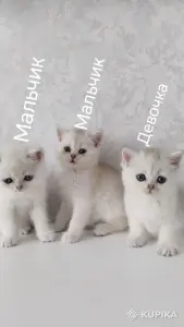 Котята шотландские