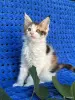 Мейн-кун котенок девочка - Вся Беларусь - 255966 - Доска объявлений Kupika.by - Фото 11