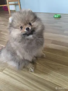 Мальчик померанский шпиц