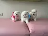 Продам щенка - Вся Беларусь - 255033 - Доска объявлений Kupika.by - Фото 2